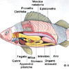 Anatomia pesce Funzino del Mediterraneo